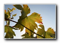 a grape leaf in the sun